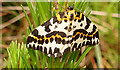 NJ2853 : Magpie Moth (Abraxis grossulariata) by Anne Burgess