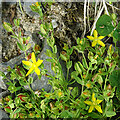 NJ5442 : Trailing St John's Wort (Hypericum humifusum) by Anne Burgess