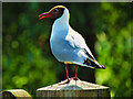 SO7204 : Black-headed Gull at Slimbridge by David Dixon