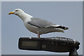 NJ2270 : Herring Gull (Larus argentatus) by Anne Burgess