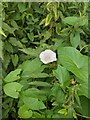 TF0920 : Calystegia sepium by Bob Harvey