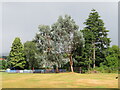 NT0804 : Trees in Station Park, Moffat by M J Richardson