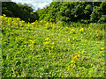 SE1729 : A field full of ragwort, Bierley by Humphrey Bolton