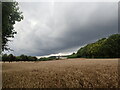 TR0147 : Cornfield seen from the North Downs Way by Marathon