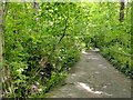 SK5240 : Footpath alongside the stream by Alan Murray-Rust