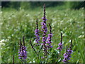 ST4286 : Purple loosestrife, Magor Marsh by Robin Drayton