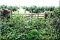  : Overgrown field gateway into Ladyrigg Farm conifer plantation on NW side of road by Luke Shaw