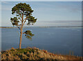 NH6953 : Scots pine, on Ormond Hill by Craig Wallace