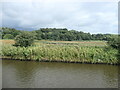 SJ5478 : Flooded land, north bank of the Weaver Navigation by Christine Johnstone