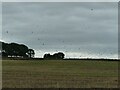 SK1563 : Flock of birds in a field above Parsley Hay by Stephen Craven