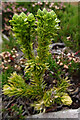 NJ2926 : Fir Clubmoss (Huperzia selago) by Anne Burgess