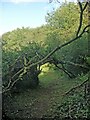 SS8577 : Fallen trees obstructing public footpath, Cwm y Befos by eswales