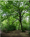 TL3105 : Westfield Grove, Broxbourne Woods National Nature Reserve by Roger Jones