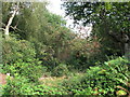 SU9584 : Rowan berries show autumn starting, Burnham Beeches by David Hawgood