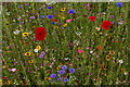 TL8161 : Wild flowers in the walled garden, Ickworth by Christopher Hilton