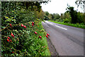 H4961 : Rosehips, Garvallagh by Kenneth  Allen