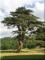 SK2570 : Cedar tree in Chatsworth Park by Graham Hogg