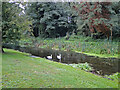 TL9374 : Swans on the headrace at Bardwell watermill by Adrian S Pye