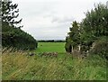 NZ1152 : View to a grazing field beside Medomsley Road by Robert Graham