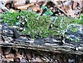 TQ7819 : Dead man's fingers fungi with tops missing, Killingan Wood by Patrick Roper