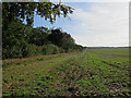 TL5153 : Trees lining The Roman Road by John Sutton