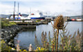 J3575 : Seed head, Belfast by Rossographer