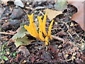 SU9586 : Yellow Stagshorn fungus (probably), Egypt Woods by David Hawgood