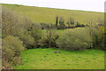 SX6446 : Streamside trees, Wiscombe by Derek Harper