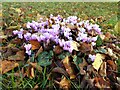 SO7844 : Cyclamens on Malvern Common by Philip Halling