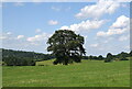 SO4694 : Lone Shropshire tree... by Bill Harrison