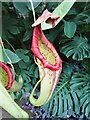 ST0972 : Dyffryn Gardens - Pitcher Plant by Colin Smith