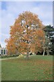 SK9239 : Liriodendron tulipifera by Bob Harvey