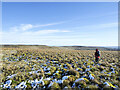 NY9230 : Grass tussocks with a little snow by Trevor Littlewood