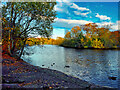 SD8303 : Boating Lake at Heaton Park by David Dixon