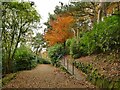 SE1140 : Prince of Wales Park: paths with autumn colours by Stephen Craven