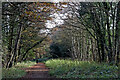 SO8791 : South Staffordshire Railway Walk in Himley Plantation near Wombourne by Roger  D Kidd