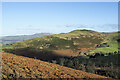 NY1828 : Dead bracken on hill slope by Trevor Littlewood