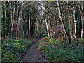 SO8791 : Railway Walk in Himley Plantation near Wombourne by Roger  D Kidd