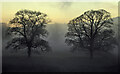 NT4832 : Winter trees by the River Tweed by Walter Baxter