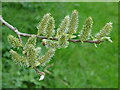 SO7844 : Catkins on a goat willow by Philip Halling