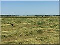 SO9137 : Haymaking in Twyning Meadow by Philip Halling