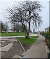 ST2994 : Deciduous trees in winter, Grange Road, Cwmbran by Jaggery