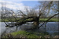 SK8018 : Willow in the water by Bob Harvey