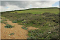 SY5187 : Scrub and grass by Chesil Beach by Derek Harper