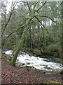 SX6357 : Rapids on River Erme  by David Smith