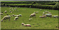 SY5287 : Sheep by Swyre Road by Derek Harper