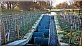 TQ0557 : Walsham Lock fish pass by Mark Percy