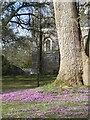 SS9700 : Cyclamen in the grounds of the chapel, Killerton by David Smith