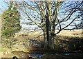 NZ1753 : Path crossing the Houghwell Burn by Robert Graham