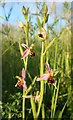 TL4167 : Bee Orchid by the busway by Hugh Venables